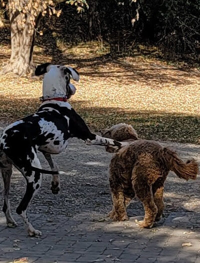 Dog Park at Fish Lake Regional Park - Maple Grove, MN