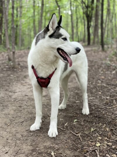 Dog Park at Fish Lake Regional Park - Maple Grove, MN