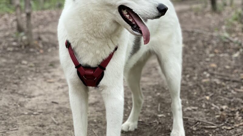 Dog Park at Fish Lake Regional Park - Maple Grove, MN