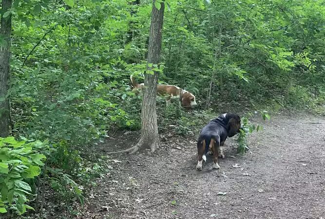 Dog Park at Fish Lake Regional Park - Maple Grove, MN