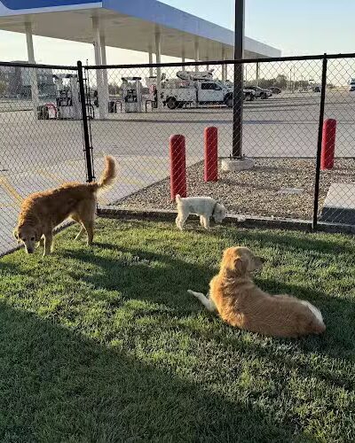 Prairie Dogs Dog Park - Maple Hill, KS