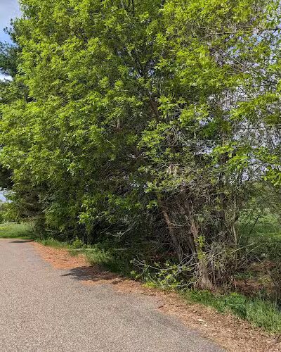 Lion’s Park at Hay Lake - Marine on St Croix, MN