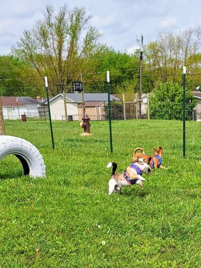 Ultimutt Dog Park - Marion, IN