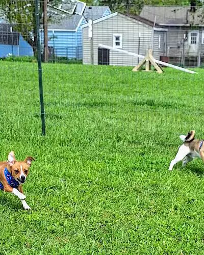 Ultimutt Dog Park - Marion, IN