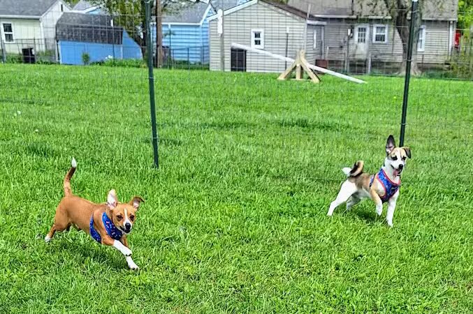 Ultimutt Dog Park - Marion, IN