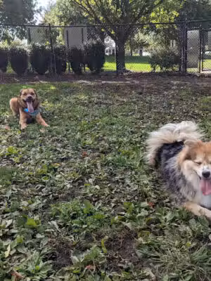 Marlboro Dog Park - Marlboro Township, NJ