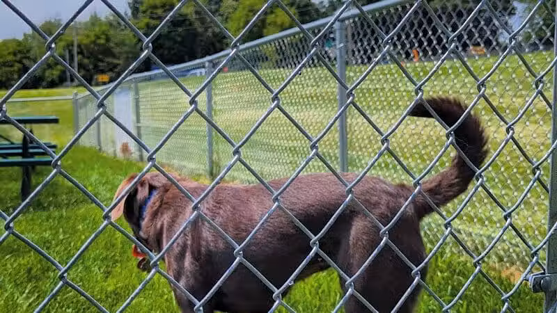 Dog Park at Love's Travel Stops - Marshall,