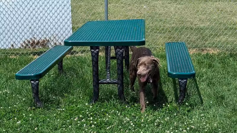 Dog Park at Love's Travel Stops - Marshall,