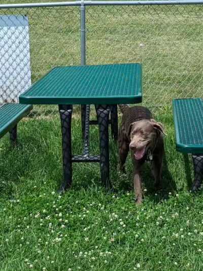 Dog Park at Love's Travel Stops - Marshall,