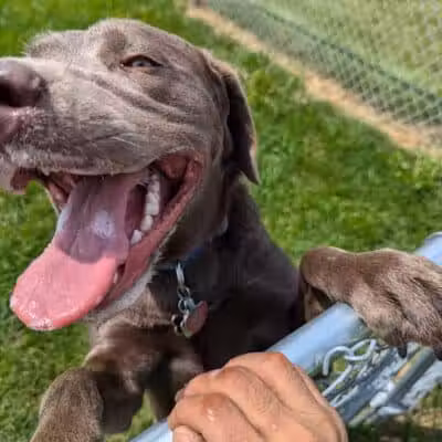 Dog Park at Love's Travel Stops - Marshall,