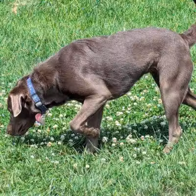 Dog Park at Love's Travel Stops - Marshall,
