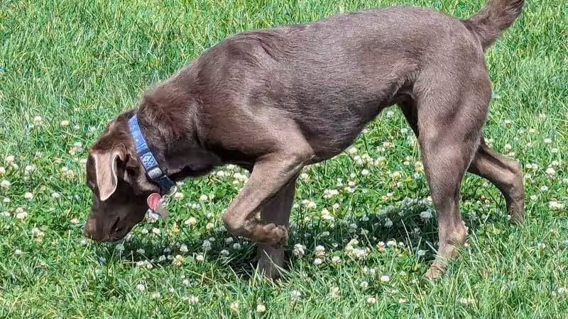 Dog Park at Love's Travel Stops - Marshall,