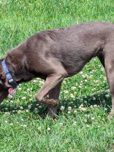Dog Park at Love's Travel Stops - Marshall,