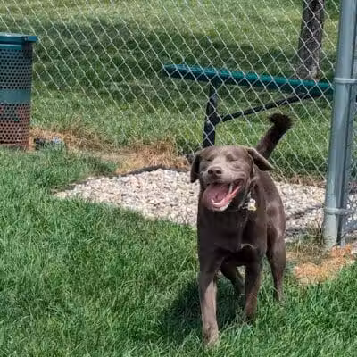 Dog Park at Love's Travel Stops - Marshall,