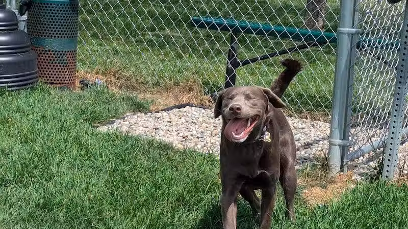 Dog Park at Love's Travel Stops - Marshall,