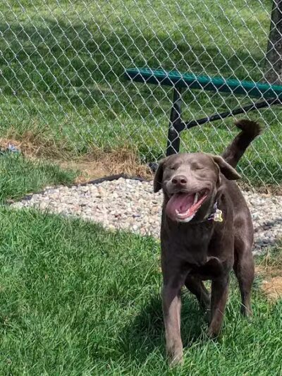 Dog Park at Love's Travel Stops - Marshall,