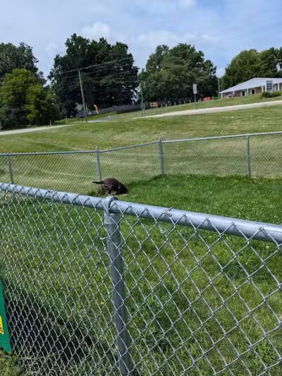 Dog Park at Love's Travel Stops - Marshall,