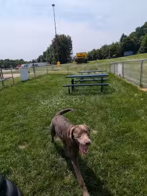 Dog Park at Love's Travel Stops - Marshall,