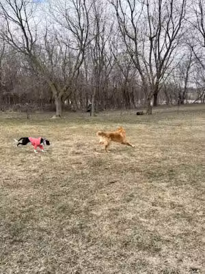 Fly Dog Parks - Marshall, WI
