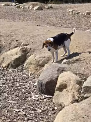 Marshfield Dog Park - Marshfield, MA