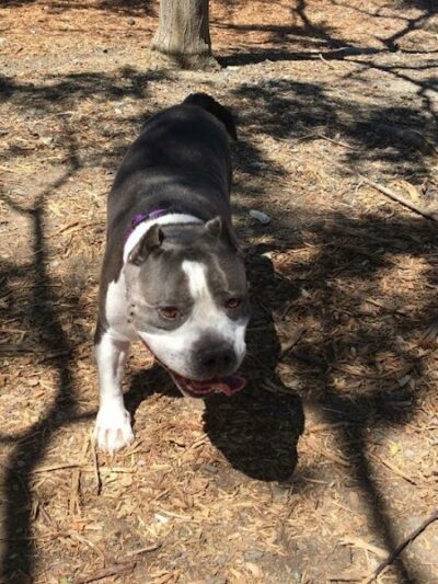 Martinez Waterfront Dog Park - Martinez, CA