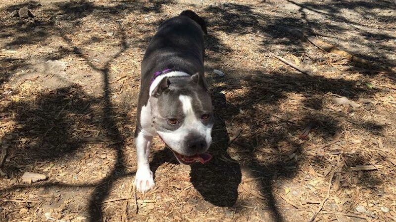 Martinez Waterfront Dog Park - Martinez, CA