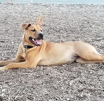 Martinez Waterfront Dog Park - Martinez, CA