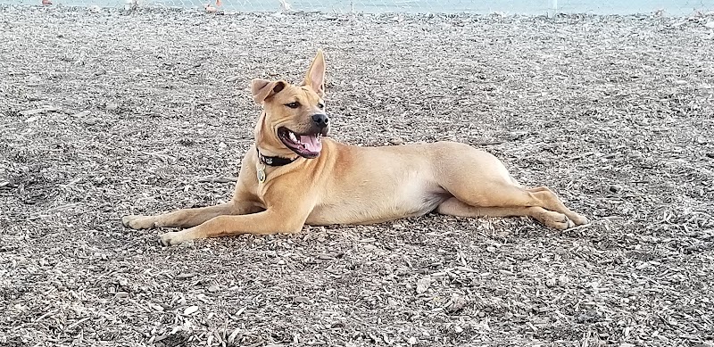 Martinez Waterfront Dog Park - Martinez, CA