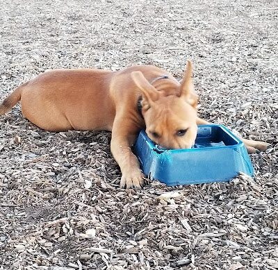 Martinez Waterfront Dog Park - Martinez, CA