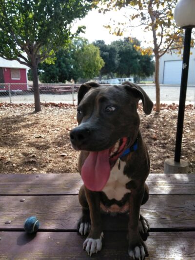 Martinez Waterfront Dog Park - Martinez, CA