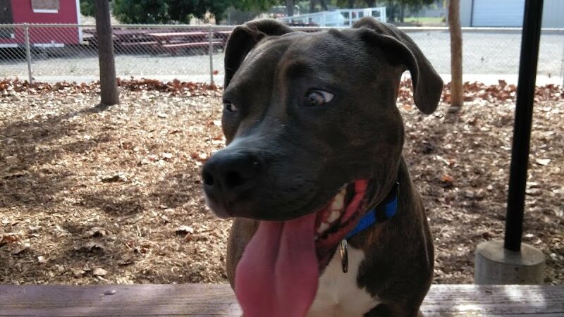 Martinez Waterfront Dog Park - Martinez, CA