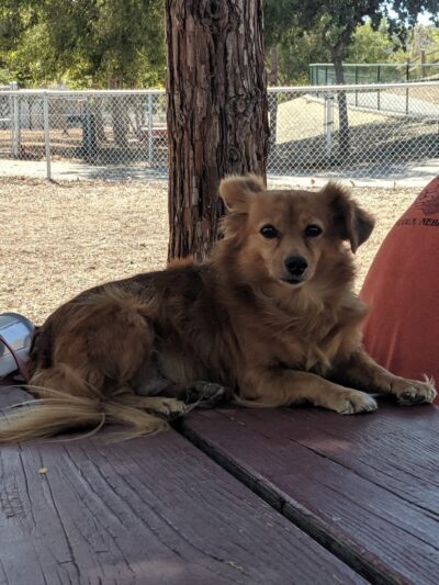 Martinez Waterfront Dog Park - Martinez, CA