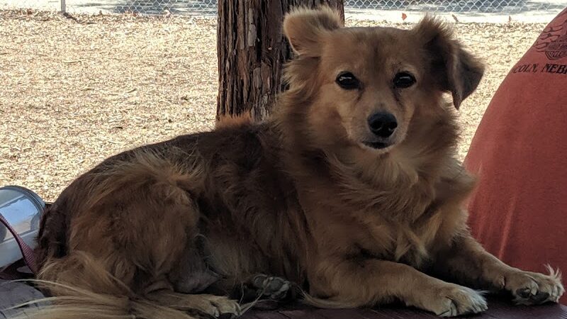 Martinez Waterfront Dog Park - Martinez, CA