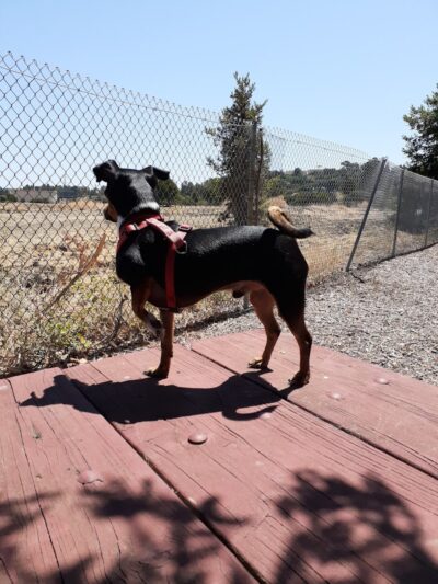 Martinez Waterfront Dog Park - Martinez, CA