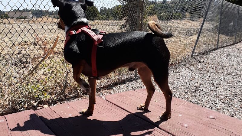 Martinez Waterfront Dog Park - Martinez, CA