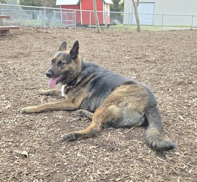 Martinez Waterfront Dog Park - Martinez, CA