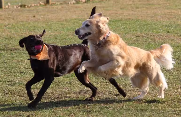 Blair County Dog Park - Martinsburg, PA