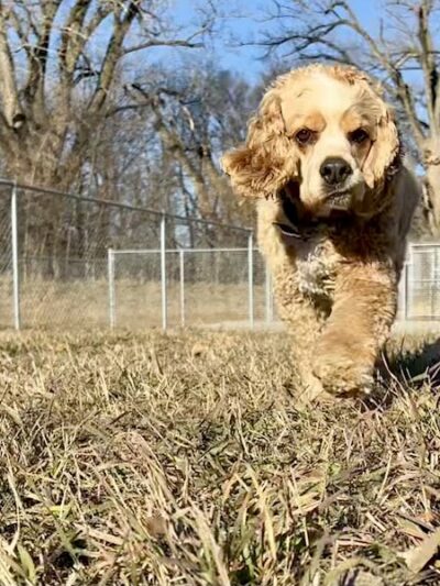 Black Squirrel Bark Park - Marysville, KS