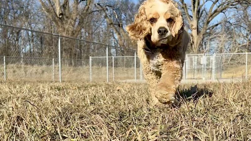 Black Squirrel Bark Park - Marysville, KS