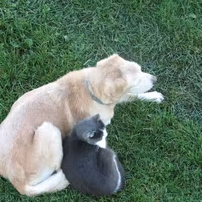 Marysville dog park - Marysville,