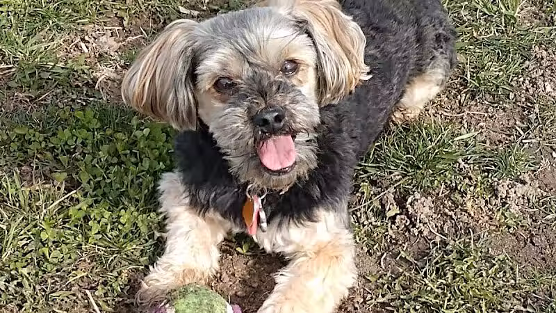 Marysville dog park - Marysville,