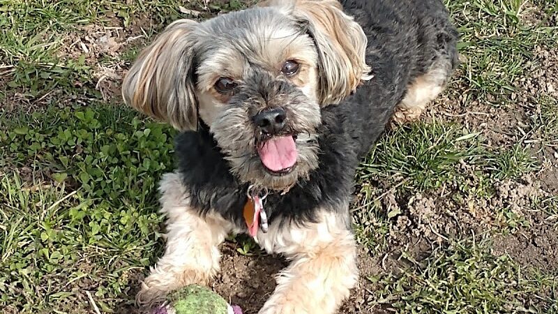 Marysville dog park - Marysville, MI