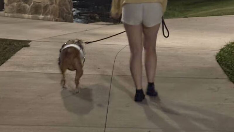 PetSafe Pistol Creek Dog Park - Maryville, TN