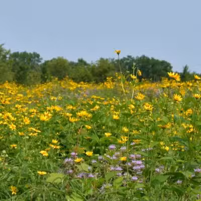 Bunker Nature Preserve - Mason,