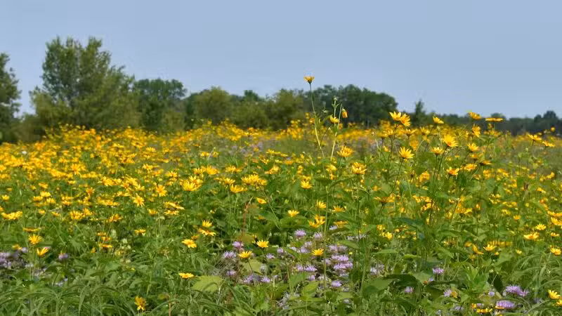 Bunker Nature Preserve - Mason,