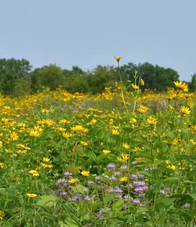 Bunker Nature Preserve - Mason,