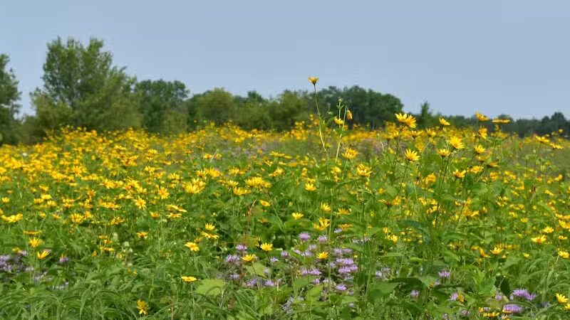 Bunker Nature Preserve - Mason,