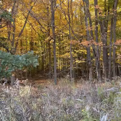 Bunker Nature Preserve - Mason,