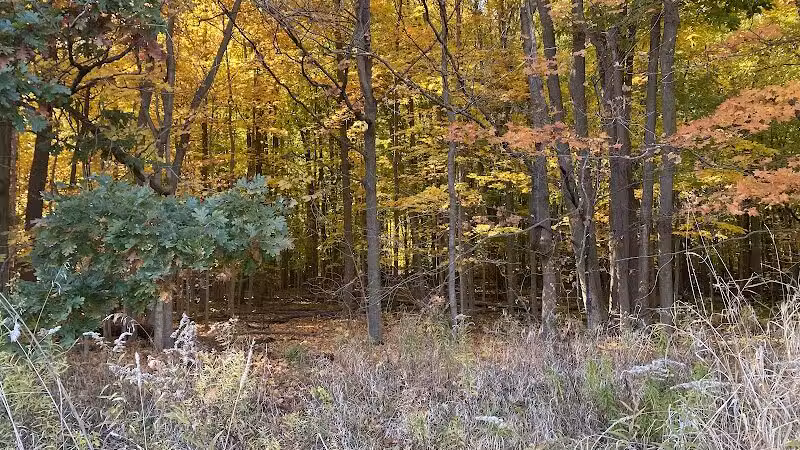 Bunker Nature Preserve - Mason,