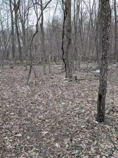 Bunker Nature Preserve - Mason,